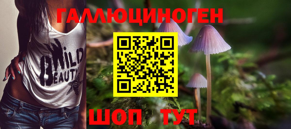 Галлюциногенные грибы Psilocybe Белорецк